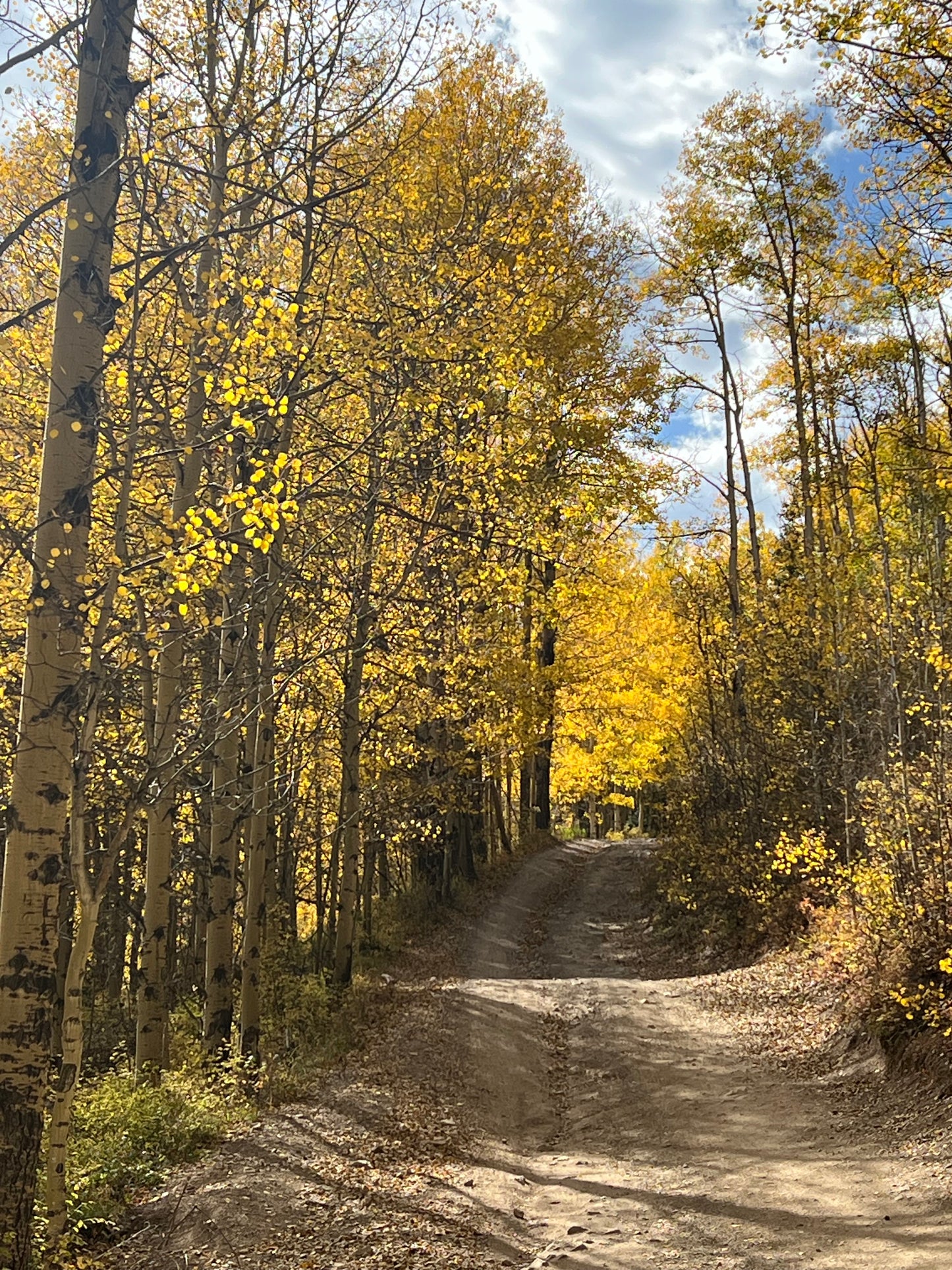 Online Course and Taos Workshop