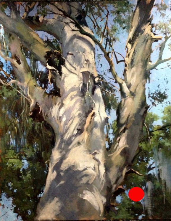 Rainbow Eucalyptus